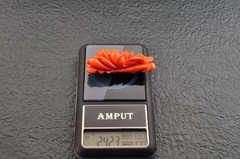 Red Coral OBIDOME carved “Rose” and Certificate ( 56mm ( 2.20in) total 121.5ct).