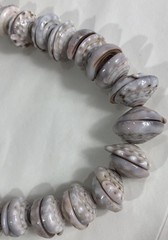 Puka Shell Necklace Hawaiian Lei Graduated 9 mm to 17 mm 17 in Length – Vintage