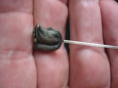 Relief flower Tie Hat Stickpin *Sterling Silver 1900s Art Nouveau Floral 3.5in