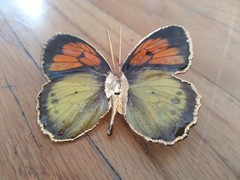 Vintage Butterfly Brooch 2 Inches Yellow Orange Gold Dipped Edging