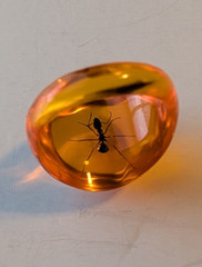 AMBER LUCITE RING SIZE APROX 8.5 With ANT ENCASED IN RESIN