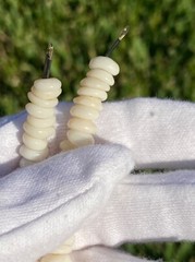 Vintage Hawaiian Surfer Puka Shell Bead Necklace 15 Inch Graduated up to 12+mm