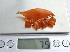 Vintage Russian Amber Factory Lily Of The Valley Carved Baltic Amber Pin Brooch