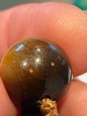 Vintage Chinese Export Hand Knotted Tiger ‘s Eye 11-12 mm Heavy Beaded Necklace