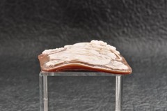 Vintage square shape Sardonyx shell came carved “Profiles of Young Girls” (83ct)