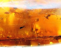 VINTAGE/ ANTIQUE GENUINE BALTIC AMBER BROOCH WITH FOSSIL INSECTS 19.5g