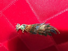 ANTIQUE CHINESE SILVER ENAMEL COCKATOO PARROT PIN 800 SILVER CHINA