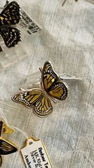 Butterfly Genuine Baltic Amber Necklace Vintage Egg Yolk Butterscotch Polish 老琥珀