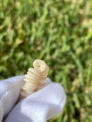 Vintage Hawaiian Puka Shell Bead Necklace 17.75 Inch Graduated up to 8.2mm