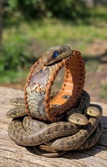 One of a Kind Royal Cobra Snake Skin Bracelet Handmade Exotic Leather Rare
