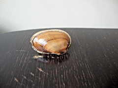 VTG HANDMADE NATURAL LACQUERED SEASHELL GOLD PLATED HINGED DRESS/SCARF CLIP