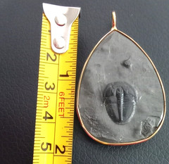Trilobite fossil pendant gold rimmed metal teardrop shape, large