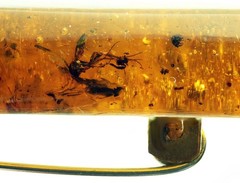 VINTAGE/ ANTIQUE GENUINE BALTIC AMBER BROOCH WITH FOSSILS AND INSECT 17.32g