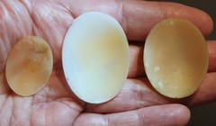 3 Antique Loose Shell Cameo With Warm Peach & White Tones LOT