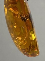Reconstituted Amber Fossil Insect Pendant Necklace Adjustable Paracord