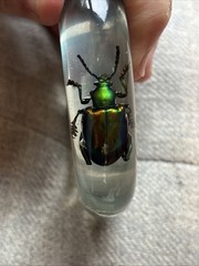 Vtg Metallic Frog Legged Beetle Bracelet Translucent Resin, Med 1960s, NOS (#9)