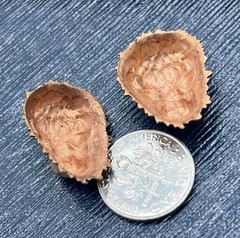 2 Pcs Vintage Brass Buffalo Head Stamping Detailed Rare Findings Artisan Crafts