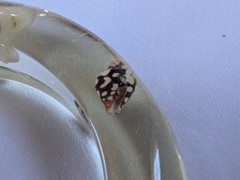 Vintage Clear Lucite Acrylic Resin Bangle Bracelet Real Inlaid Seashells Bin 12