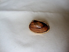 VTG HANDMADE NATURAL LACQUERED SEASHELL GOLD PLATED HINGED DRESS/SCARF CLIP
