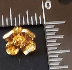 Vintage Goldtone Dogwood Pierced Post / Stud Earrings