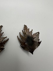 Vintage Tarnished Leaf Clip Earrings 4.5cm JB6