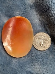 Vintage Shell unmounted cameo women w rose in hair 2 1/8 x 1 5/8”