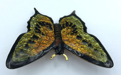 Vintage Unbranded Enamel Green Black Butterfly Brooch Pin, Western Germany