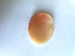 Vintage Shell Cameo 40 mm X 30 mm Loose No Setting