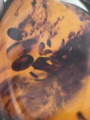 Natural Baltic Amber Organic Fossil 925 Silver Vintage Large Pendant Latvia 70s