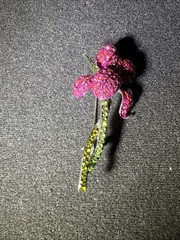 Vintage Floral Flower Pink Green Rhinestone Brooch. 2 1/2 Inches