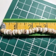 Vtg Tiger Puka Shell Bracelet 7.5″ Spring Ring Closure Weighs 0.5 oz.