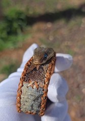 One of a Kind Royal Cobra Snake Skin Bracelet Handmade Exotic Leather Rare