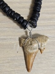 VINTAGE FOSSIL SHARK TOOTH WOOD PUKA SHELL BEADS CHOKER NECKLACE