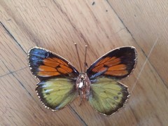 Vintage Butterfly Brooch 2 Inches Yellow Orange Gold Dipped Edging