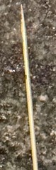 Vintage Art Nouveau Bathing Beauty Nude Brooch Stick Pin