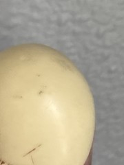 Vintage Chick in Egg Necklace Pendant Black Cord Signed Luke Razza Resin Figural
