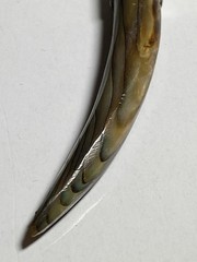 Vintage 925 Sterling Silver Abalone Shell Carved Horn Corniche Pendant *READ