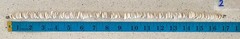 Vintage Large Hawaiian Puka Shell Choker Necklace Barrel Clasp 99 g 3.5oz 17″