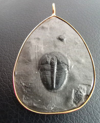 Trilobite fossil pendant gold rimmed metal teardrop shape, large