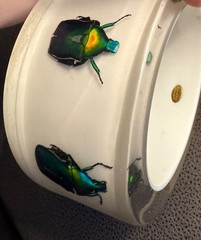 HUGE Kolos Designs Egyptian Revival Resin Lucite REAL Beetle Bug Estate Bracelet