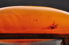 Baltic Royal Amber Brooch Date-shaped (36ｍｍ (1.41in) total 33.45ct) with case.
