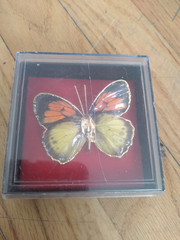 Vintage Butterfly Brooch 2 Inches Yellow Orange Gold Dipped Edging