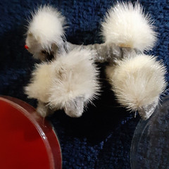 VINTAGE ORIGINAL FUR POODLE BROOCH MINT IN CONTAINER
