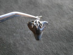Genuine Black Shark Tooth Fossil Vintage Silvertone Mount Charm Pendant