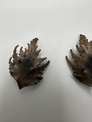 Vintage Tarnished Leaf Clip Earrings 4.5cm JB6