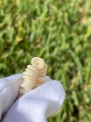 Vintage Hawaiian Puka Shell Bead Necklace 17.75 Inch Graduated up to 8.2mm