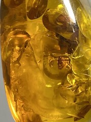 Reconstituted Amber Fossil Insect Pendant Necklace Adjustable Paracord