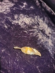 Vintage Gold Tone Brooch Leaf Feather White Bead Prong Ornate Jewelry Costume
