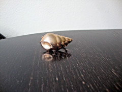 VTG 1970s SCALLOPED CONCH SHELL GOLD TONE HINGED W/SAFETY CATCH DRESS/SCARF CLIP