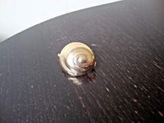 VTG 1970s SPIRAL SEASHELL GOLD TONE HINGED W/SAFETY CATCH DRESS/SCARF CLIP